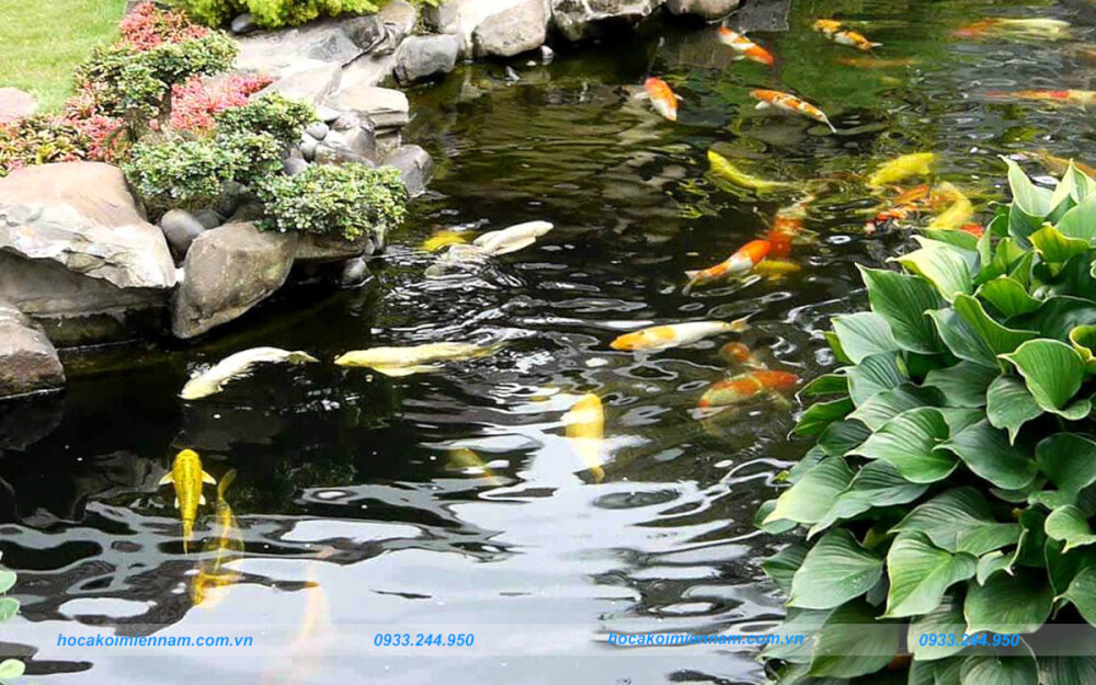 Dịch vụ thi công hồ cá koi tại Bình Dương