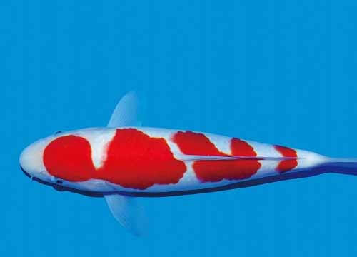 Cá koi Kohaku